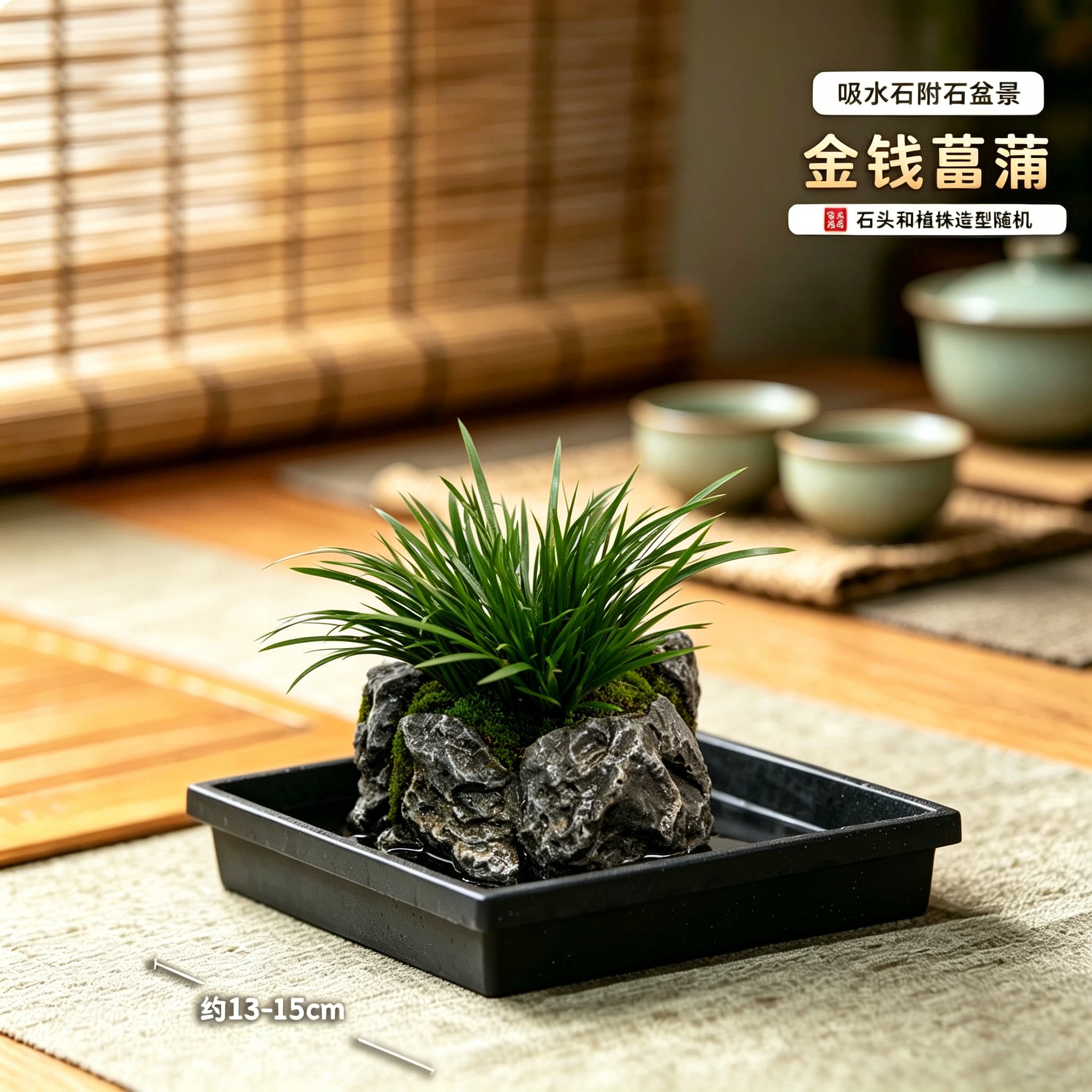 菖蒲盆景吸水石绿植盆栽附石桌面室内水培植物金钱虎须黄金姬胧月