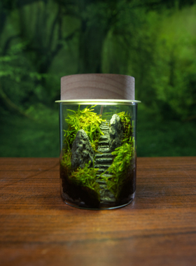 苔藓微景观桌面生态瓶青苔藓鲜活植物微缩造景全套微观指尖微景