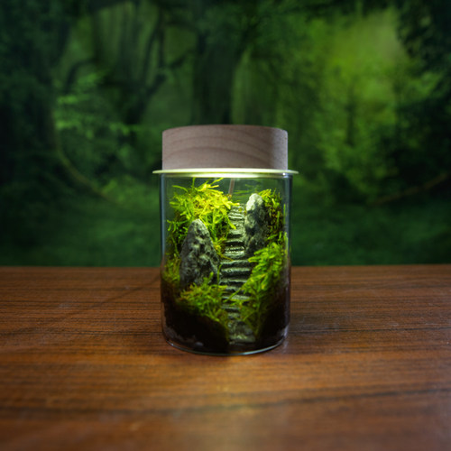 桌面苔藓生态瓶微景观