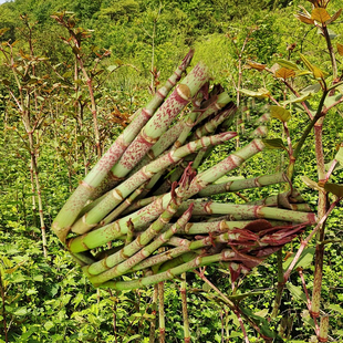 花斑竹酸筒杆嫩杆黄地榆酸筒笋新鲜蔬菜现摘酸汤杆庭院栽种虎杖根