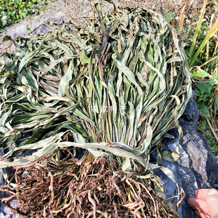 贵州道地中草药材七星剑七星蕨骨牌草干江南星蕨七星草当季晒干货