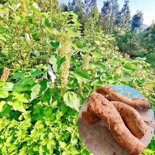 贵州野生苎麻根苎麻茎叶新鲜野麻安胎跌打损伤白麻干货无硫中药材