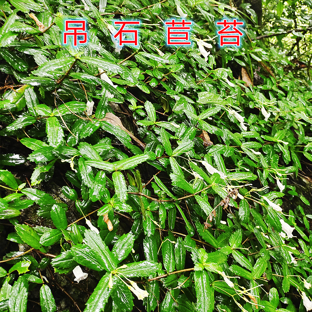 道地药材吊石苣苔石豇豆石三七石泽兰千锤打肺红草瓜子草新鲜采摘