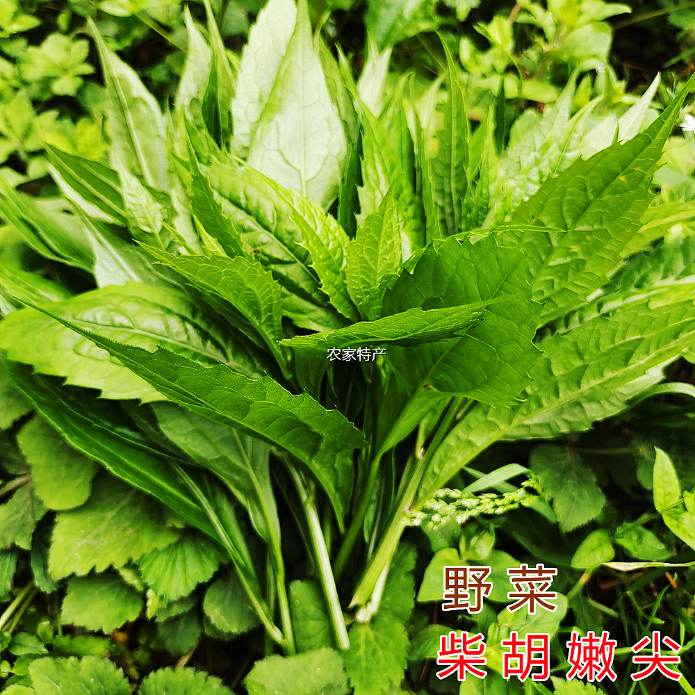贵州深山野菜柴胡新鲜蔬菜大柴胡嫩尖现摘现发新鲜柴全草民间美食