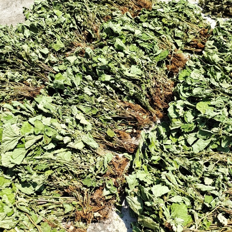 贵州草药野生蓝布正凤凰窝路边青兰布阵晒干500g包邮南布正水杨梅