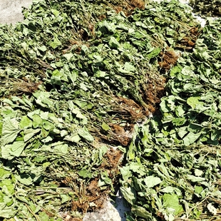 贵州草药野生蓝布正凤凰窝路边青兰布阵晒干500g包邮南布正水杨梅