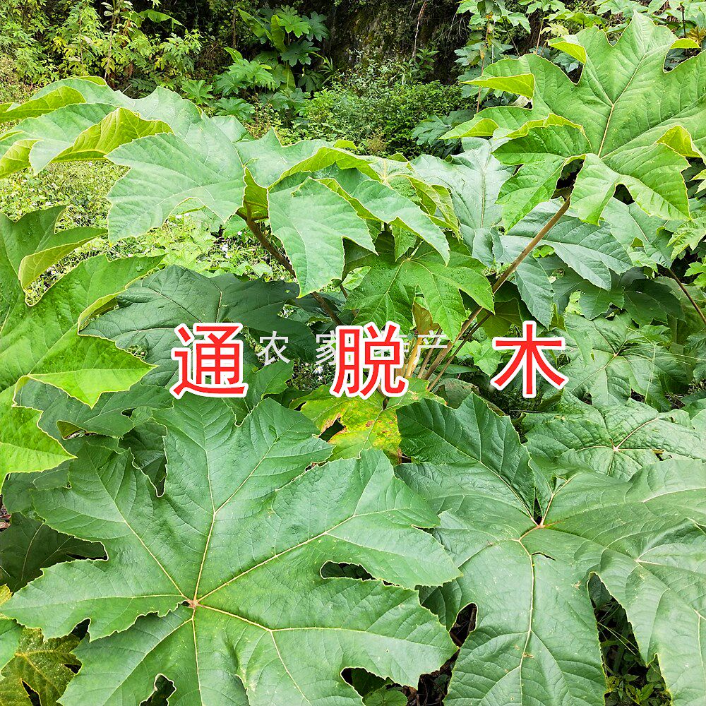 贵州草药通脱天麻子木通草根木通树大通草通花根通树叶新鲜现摘 58淘淘网