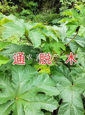 贵州通草根木通树大通草通花根