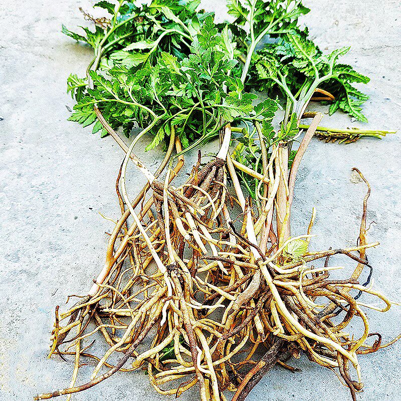 草药阴地蕨中药材一朵云小春花散血叶郞萁细辛冬草晒干独脚蒿250g
