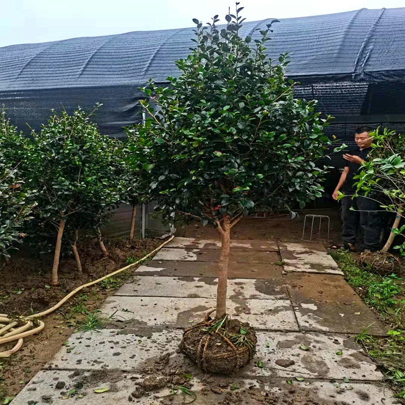 茶梅树苗茶梅球茶花树阳台盆栽四季茶花庭院耐寒绿化苗茶花树植物 鲜花速递/花卉仿真/绿植园艺 行道树/乔木 原图主图