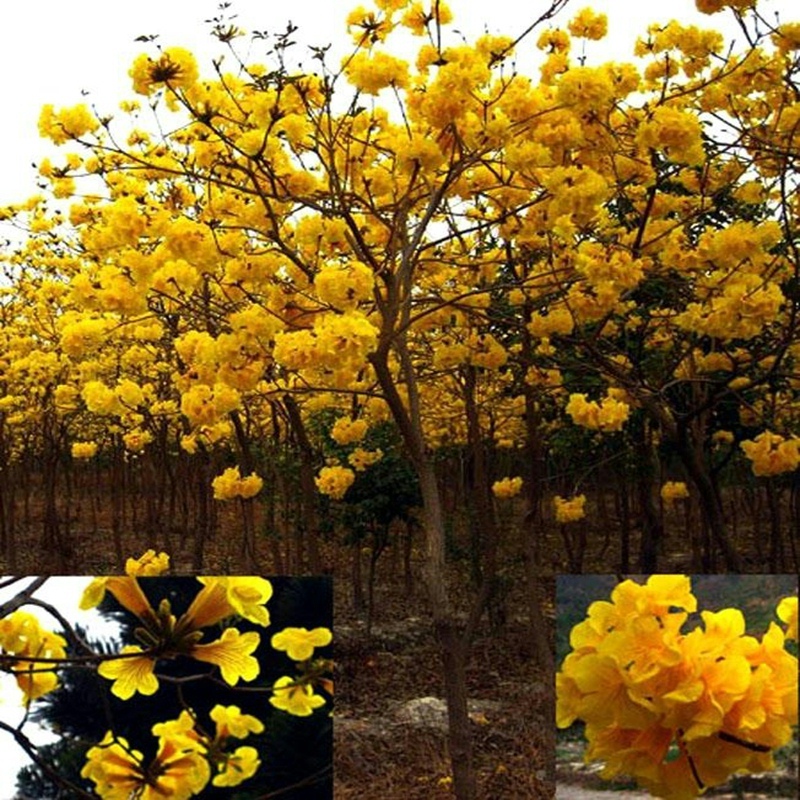 黄花风铃木紫花风铃木红花室外风铃木树苗四季多花庭院苗行道树苗 居家日用 家居智能设备 原图主图