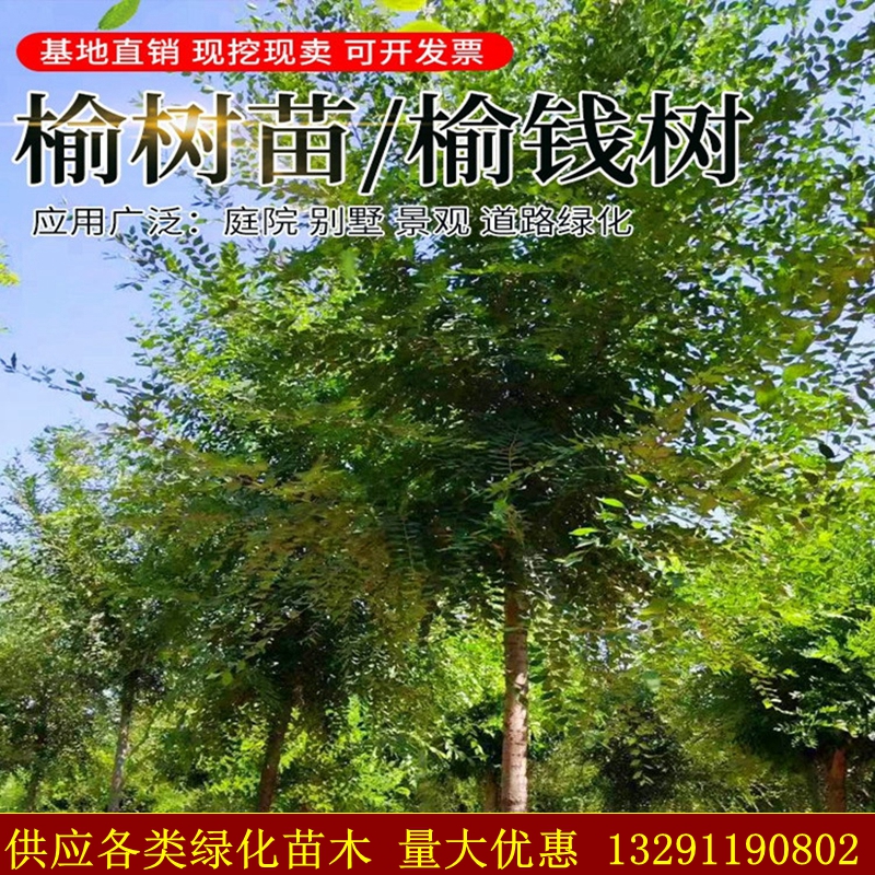 榆树苗榆树小苗白榆家榆榆钱树别墅庭院道路绿化工程苗圃精品树苗-封面