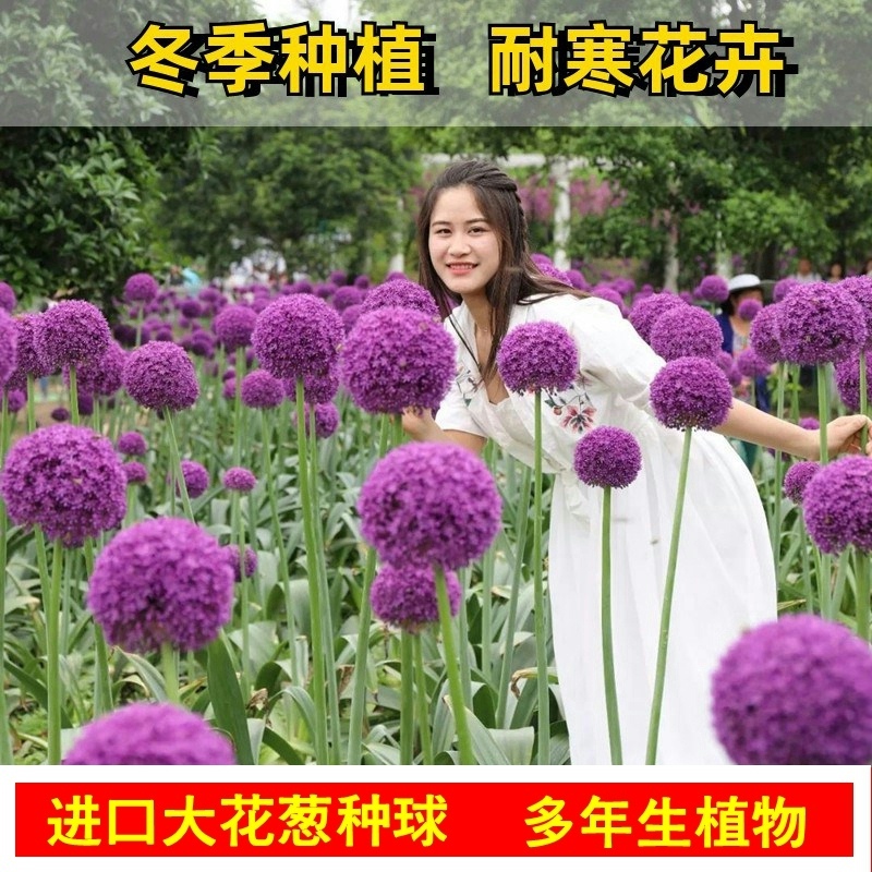 大花葱种球荷兰进口多年生花盆栽植物庭院地栽大葱花球根四季易活