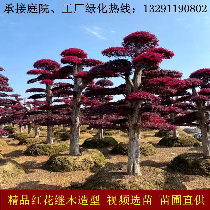 红花檵木造型树别墅庭院地景红花继木老桩盆景原盆原土苗圃精选苗