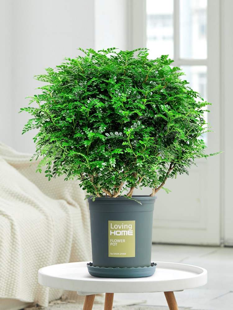 防驱蚊草盆栽正宗清香胡椒木植物室内花卉九里香老桩盆景树苗绿植
