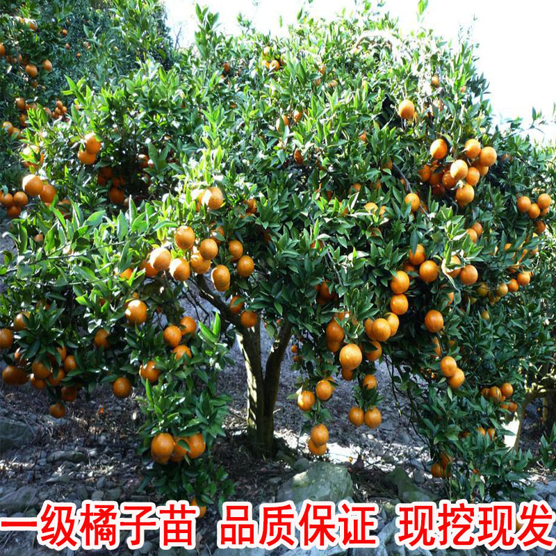 橘子树苗沙糖桔树苗地栽盆栽南方北方种植柑桔果树果苗嫁接砂糖橘