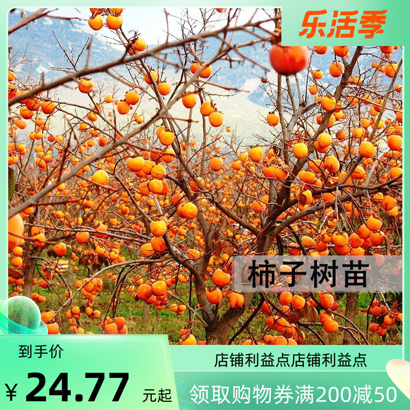柿子树苗嫁接日本甜脆柿阳台盆景南北方庭院种植无核黑油柿树进口