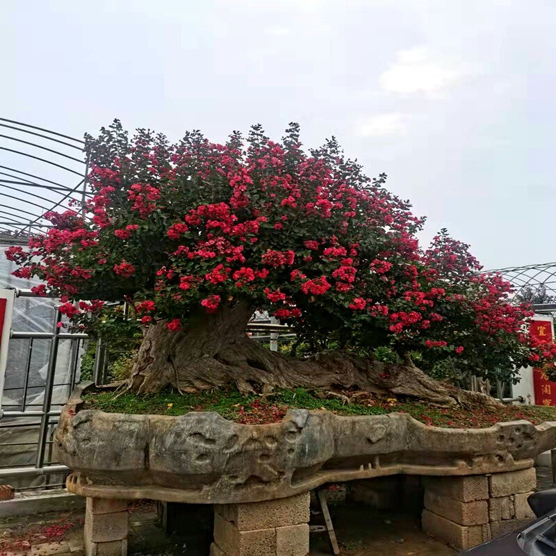 造型紫薇大型盆景百日红花期长老桩树桩别墅庭院精品彩色造型盆栽