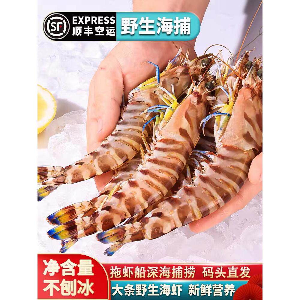 九节虾斑节虾超大竹节虾鲜活冷冻海鲜水产基围虾鲜对虾