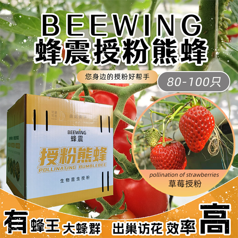 BEEWING蜂震草莓授粉熊蜂有蜂王