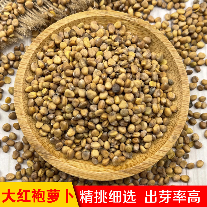 红萝卜种籽四季阳台芽苗菜