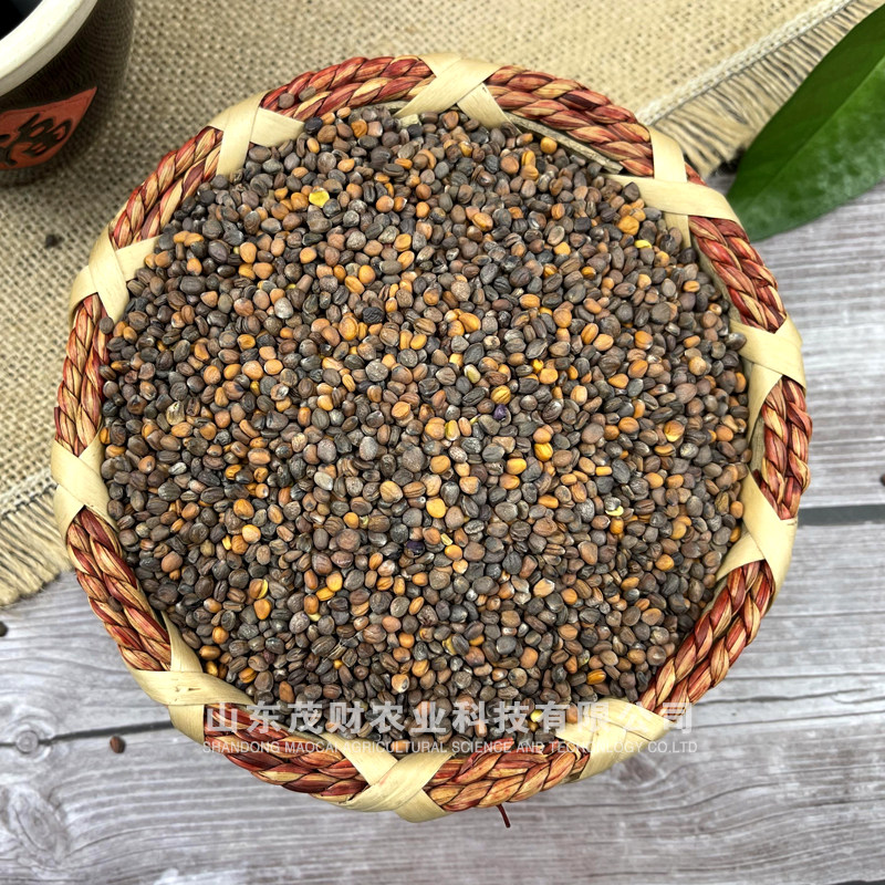芽苗菜专用紫萝卜籽 萝卜苗七彩萝卜芽水培芽菜阳台种菜无土栽培