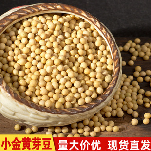 当季 小金黄芽豆珍珠粒 新豆芽豆东农690豆芽专用无土栽培水培芽菜