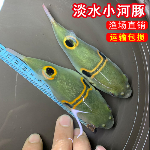 小河豚观赏鱼斑马狗头淡水鱼