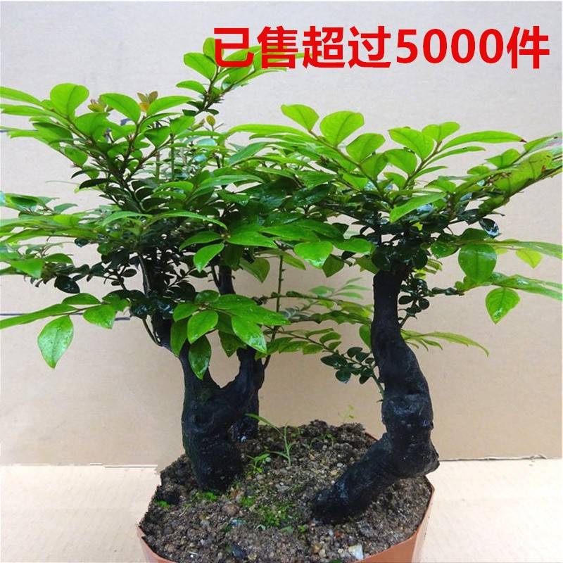 小叶紫檀树苗紫檀盆景四季常青植物观叶花卉盆栽四季好养盆景