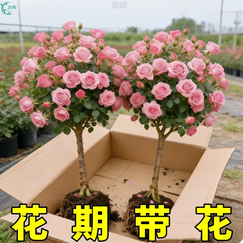 棒棒糖月季花苗带花苞大花浓香阳台庭院盆栽地栽树桩玫瑰花苗花卉