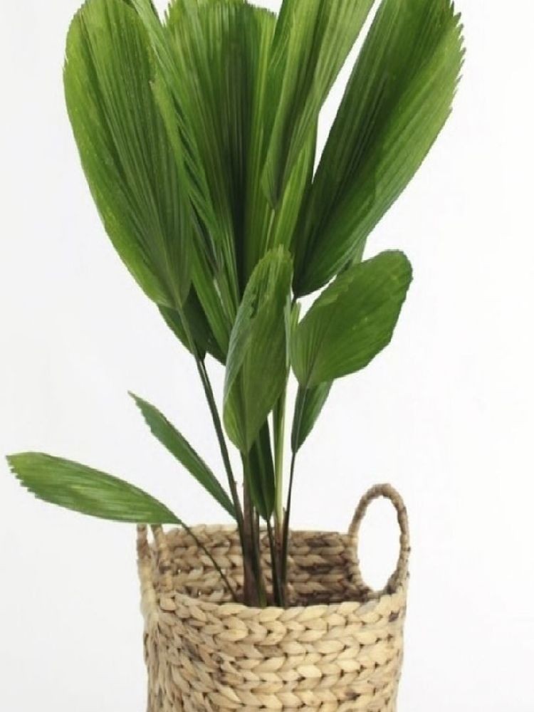 网红圆叶刺轴榈耐阴耐干观叶盆栽植物去甲醛好养四季常绿室内