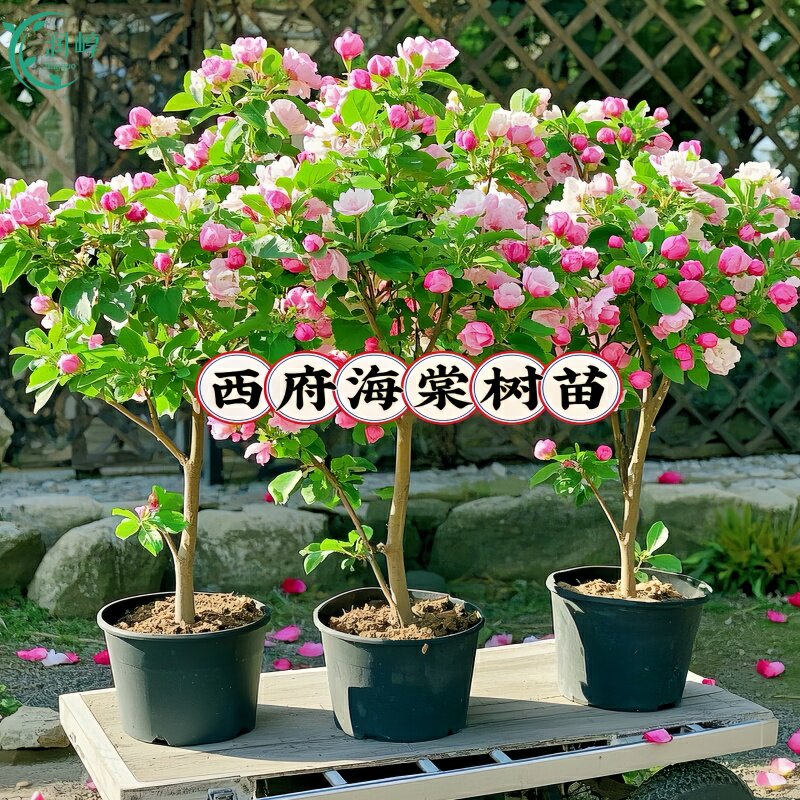 西府海棠花树苗老桩盆景耐寒植物庭院地栽高杆花卉垂丝海棠风景树