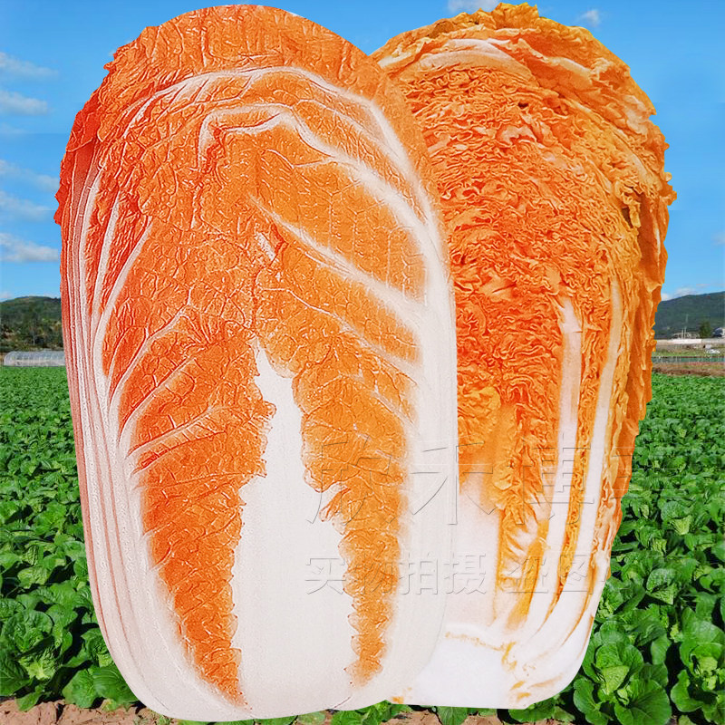 橘红心大白菜种孑春秋季桔色芯火凤凰籽特色观赏农家菜籽蔬菜种子