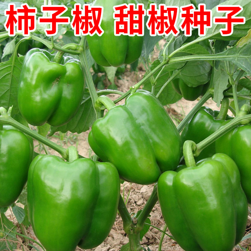 甜椒种子四季蔬菜种子早熟青椒柿子椒春季农家特大辣椒菜籽薄皮