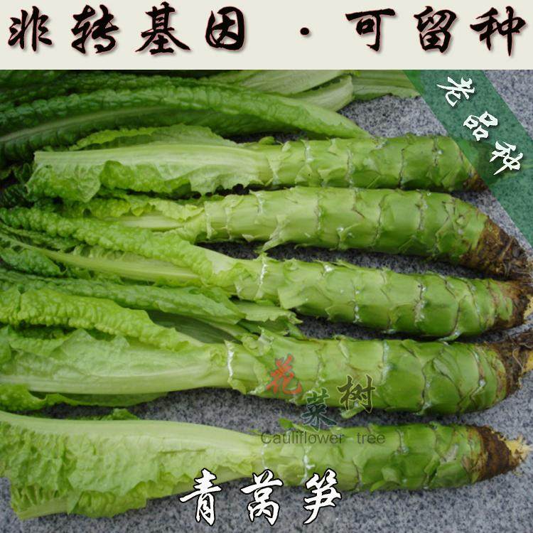 秋播非转基因青皮莴笋蔬菜种子阳台易种绿莴苣芹菜农家菜籽子大全