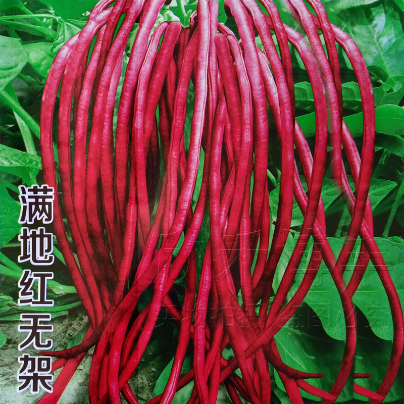 无架红豇豆种子耐热春夏秋季高产红豆角种籽庭院阳台盆栽蔬菜种子