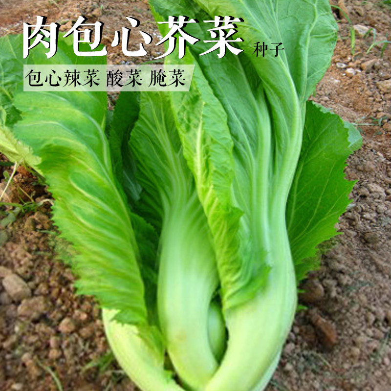 肉包心芥菜种子当季种植的蔬菜种子秋季播易种包心辣菜作酸菜菜籽