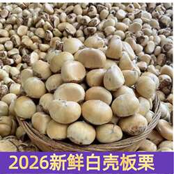板栗生新鲜2026新鲜下树嫩白花壳金寨栗子现摘现发油栗子应季板栗