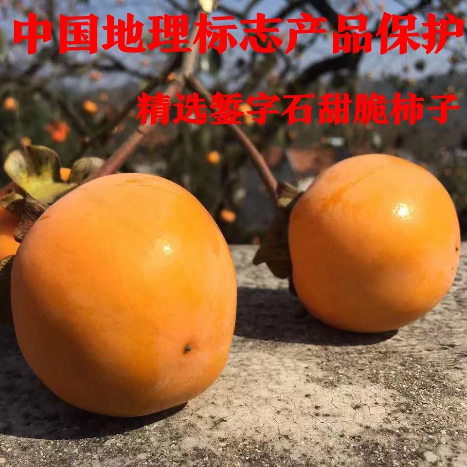 甜脆柿湖北罗田硬甜柿子应季新鲜水果农家现摘现发5斤三里畈甜柿