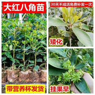 广西矮化八角树苗大料食用茴香大红罗马东荣八角嫁接苗带叶土杯苗