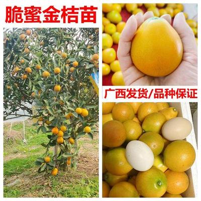 脆蜜金柑嫁接四季脆皮滑皮金桔