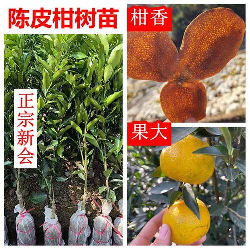 新会陈皮柑嫁接树苗矮化