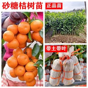 正宗广西沙糖桔子树苗皇帝柑橘子苗树嫁接四会早晚熟砂糖橘果树苗