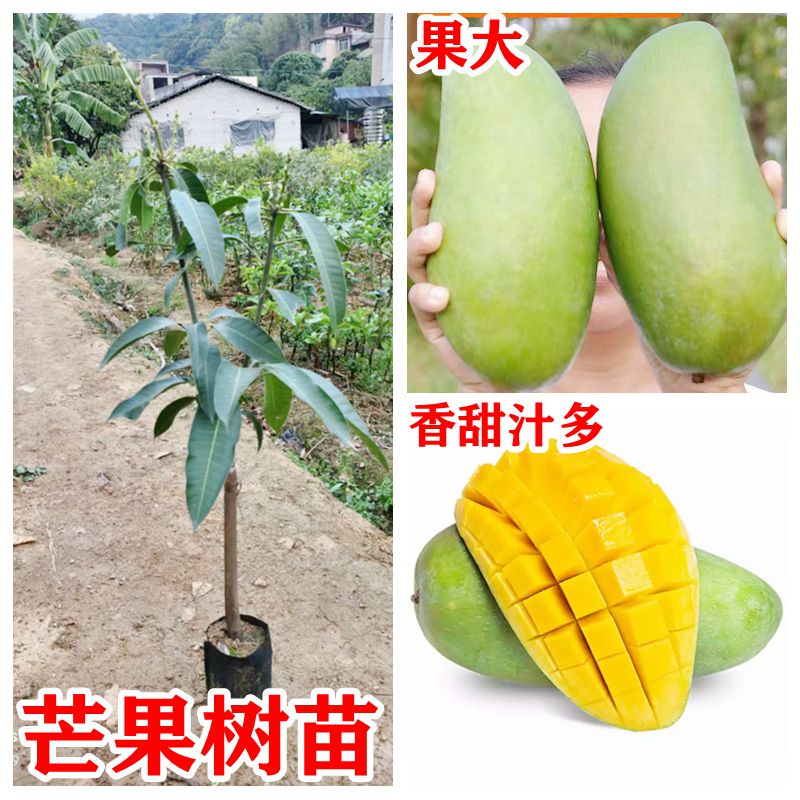 芒果苗正宗金煌芒贵妃四季芒特大嫁接果树苗子南方种植当年结果