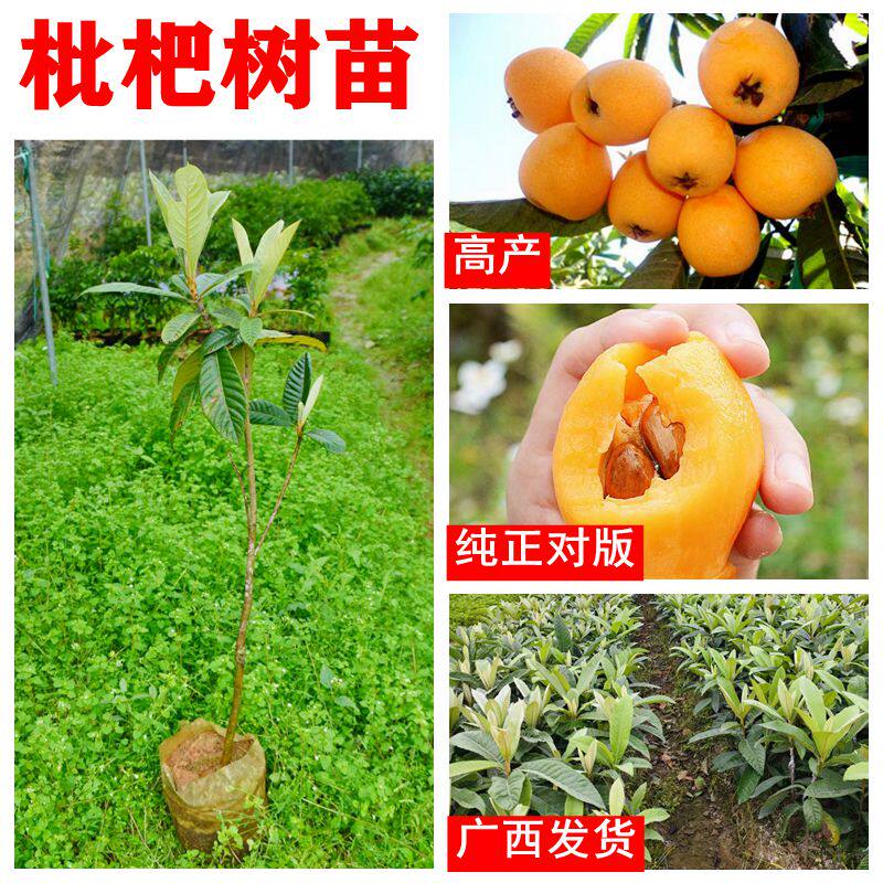 枇杷树苗大五星枇杷纯甜不酸正宗嫁接带叶真苗盆栽地栽南北种庭院