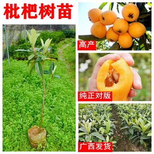 枇杷树苗大五星枇杷纯甜不酸正宗嫁接带叶真苗盆栽地栽南北种庭院