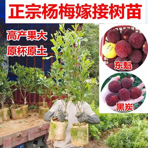 矮化东魁六月梅嫁接果树苗特大