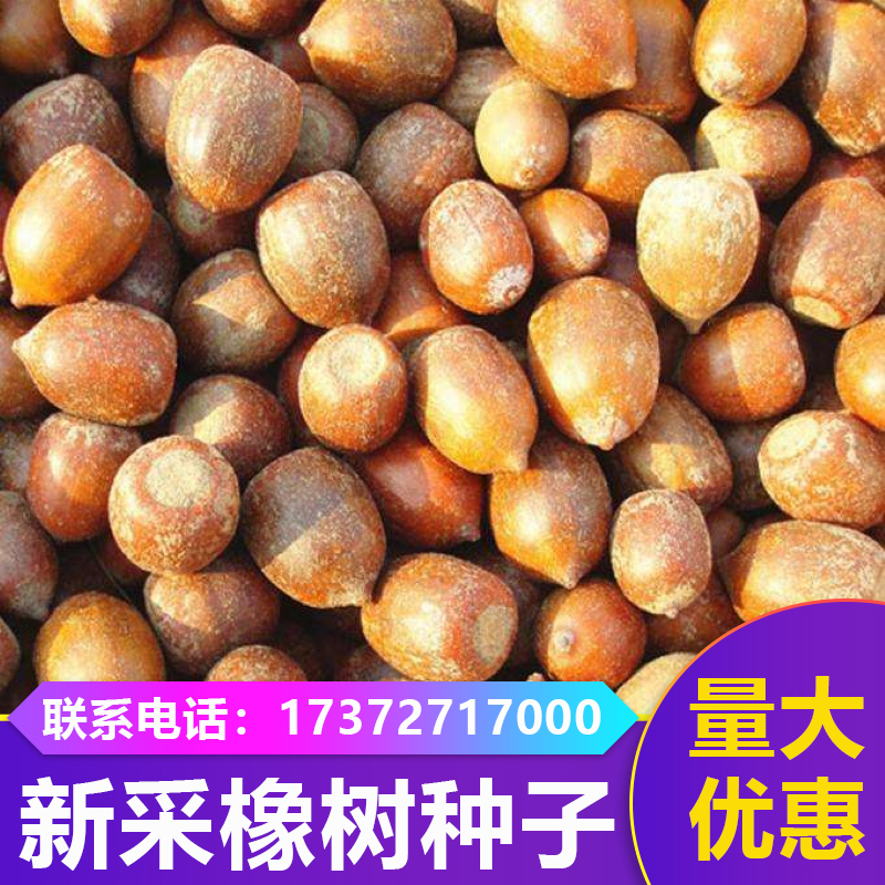 橡树种子青冈栎种子麻栎种子象树树籽美国红橡红栎树