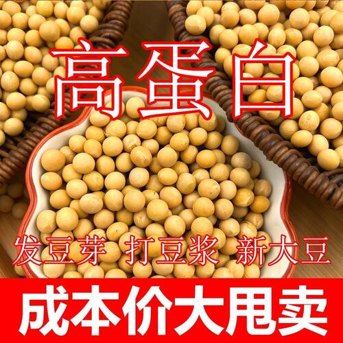 东北黄豆打豆浆专用豆子