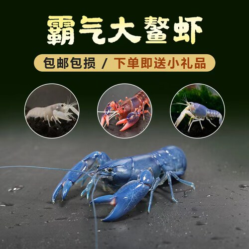 蓝鳌虾天空蓝魔火山破坏者三小强